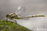 Blue-eyed Hook-tailed Dragonfly (Onychogomphus uncatus)