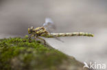 Blue-eyed Hook-tailed Dragonfly (Onychogomphus uncatus)