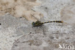 Blue-eyed Hook-tailed Dragonfly (Onychogomphus uncatus)