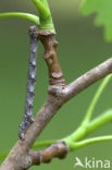 Dotted Border (Agriopis marginaria)