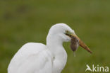 Grote zilverreiger (Casmerodius albus)