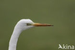 Great White Egret