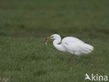 Grote zilverreiger (Casmerodius albus)