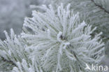 Grove den (Pinus sylvestris)