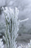 Grove den (Pinus sylvestris)