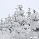 Grove den (Pinus sylvestris)