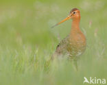 Grutto (Limosa limosa) 