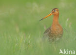 Grutto (Limosa limosa) 