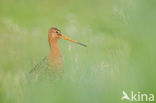 Grutto (Limosa limosa) 