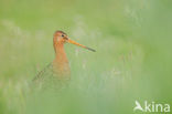 Grutto (Limosa limosa) 