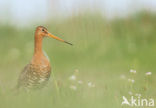 Grutto (Limosa limosa) 