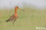 Grutto (Limosa limosa) 