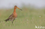 Grutto (Limosa limosa) 