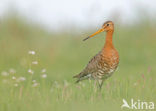 Grutto (Limosa limosa) 