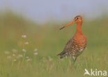 Grutto (Limosa limosa) 