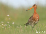 Grutto (Limosa limosa) 