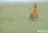 Grutto (Limosa limosa) 