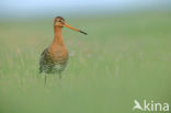 Grutto (Limosa limosa) 