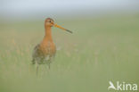 Grutto (Limosa limosa) 