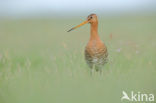 Grutto (Limosa limosa) 