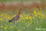 Grutto (Limosa limosa) 