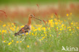 Grutto (Limosa limosa) 