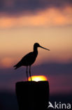 Grutto (Limosa limosa) 