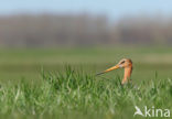 Grutto (Limosa limosa) 