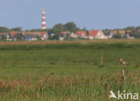 Grutto (Limosa limosa) 