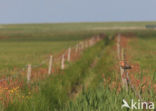 Grutto (Limosa limosa) 