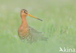 Black-tailed Godwit (Limosa limosa) 