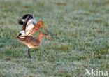 Grutto (Limosa limosa) 