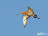 Black-tailed Godwit (Limosa limosa) 