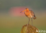 Black-tailed Godwit (Limosa limosa) 