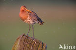 Black-tailed Godwit (Limosa limosa) 
