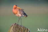 Black-tailed Godwit (Limosa limosa) 