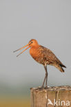 Black-tailed Godwit (Limosa limosa) 