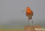Black-tailed Godwit (Limosa limosa) 