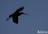 Black-tailed Godwit (Limosa limosa) 