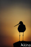 Black-tailed Godwit (Limosa limosa) 