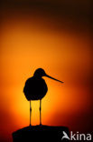 Black-tailed Godwit (Limosa limosa) 