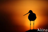 Black-tailed Godwit (Limosa limosa) 