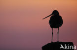 Black-tailed Godwit (Limosa limosa) 
