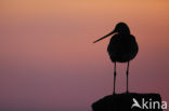 Grutto (Limosa limosa) 