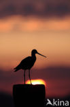 Black-tailed Godwit (Limosa limosa) 