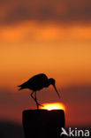 Black-tailed Godwit (Limosa limosa) 