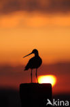 Black-tailed Godwit (Limosa limosa) 