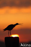 Black-tailed Godwit (Limosa limosa) 