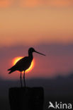 Black-tailed Godwit (Limosa limosa) 