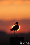 Black-tailed Godwit (Limosa limosa) 